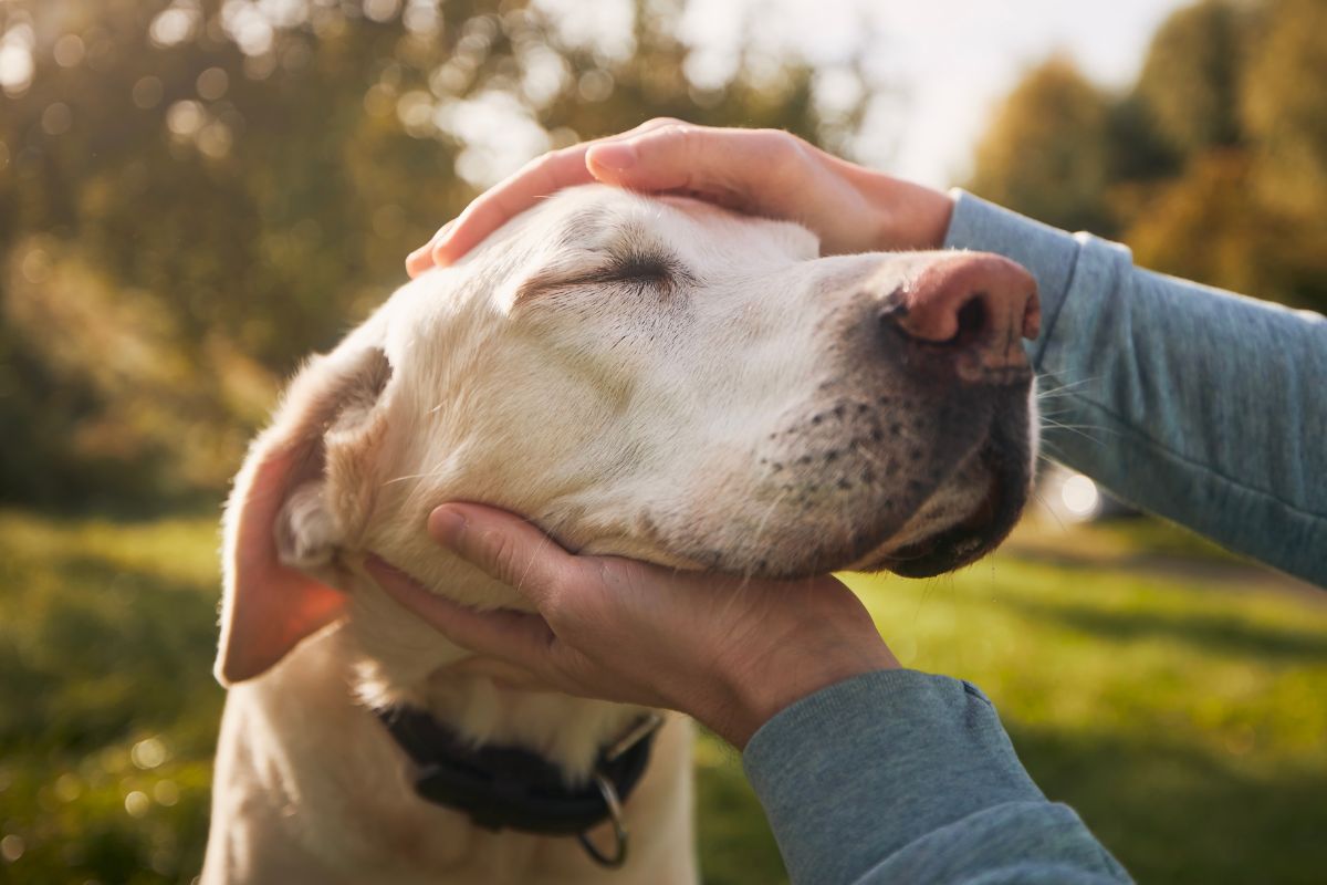 Air canada therapy dog best sale