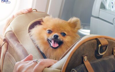 What is the Air Carrier Access Act? Understanding Your Rights.