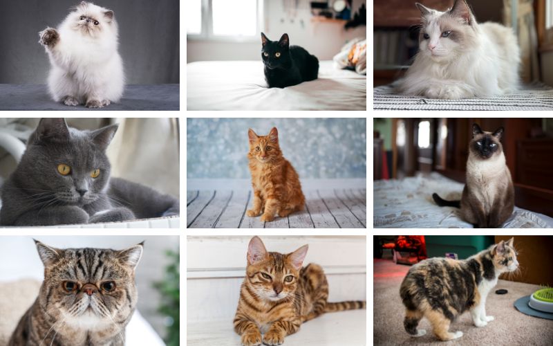 Best Emotional Support Cat Breeds Best Emotional Support Cat Breeds