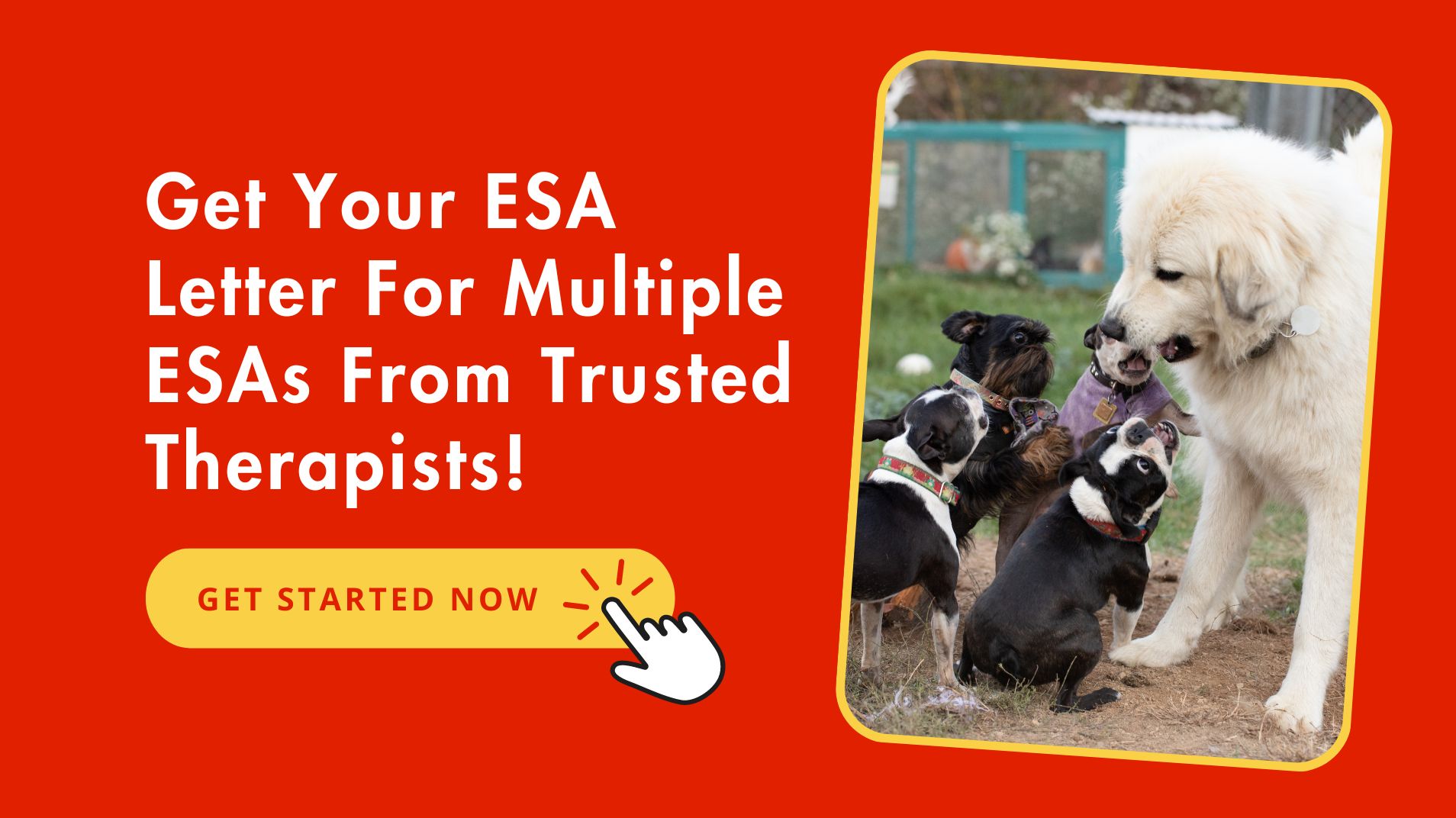 How Many Emotional Support Animals Can You Have?- Fast ESA Letter