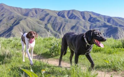 All You Need To Know About Idaho Emotional Support Animal Laws.