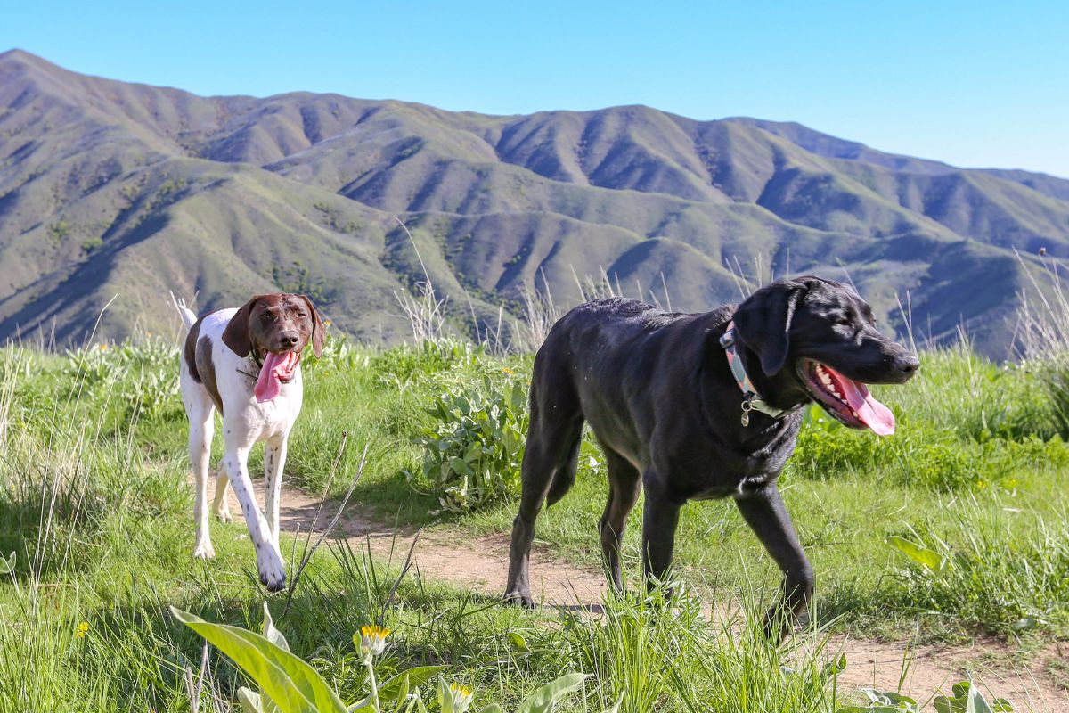 Idaho Emotional Support Animal Laws Idaho Emotional Support Animal Laws