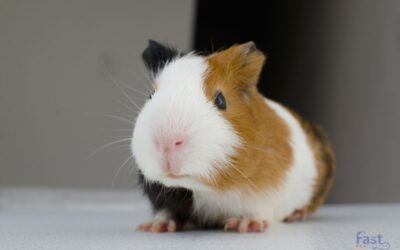  Can a Guinea Pig Be an Emotional Support Animal?