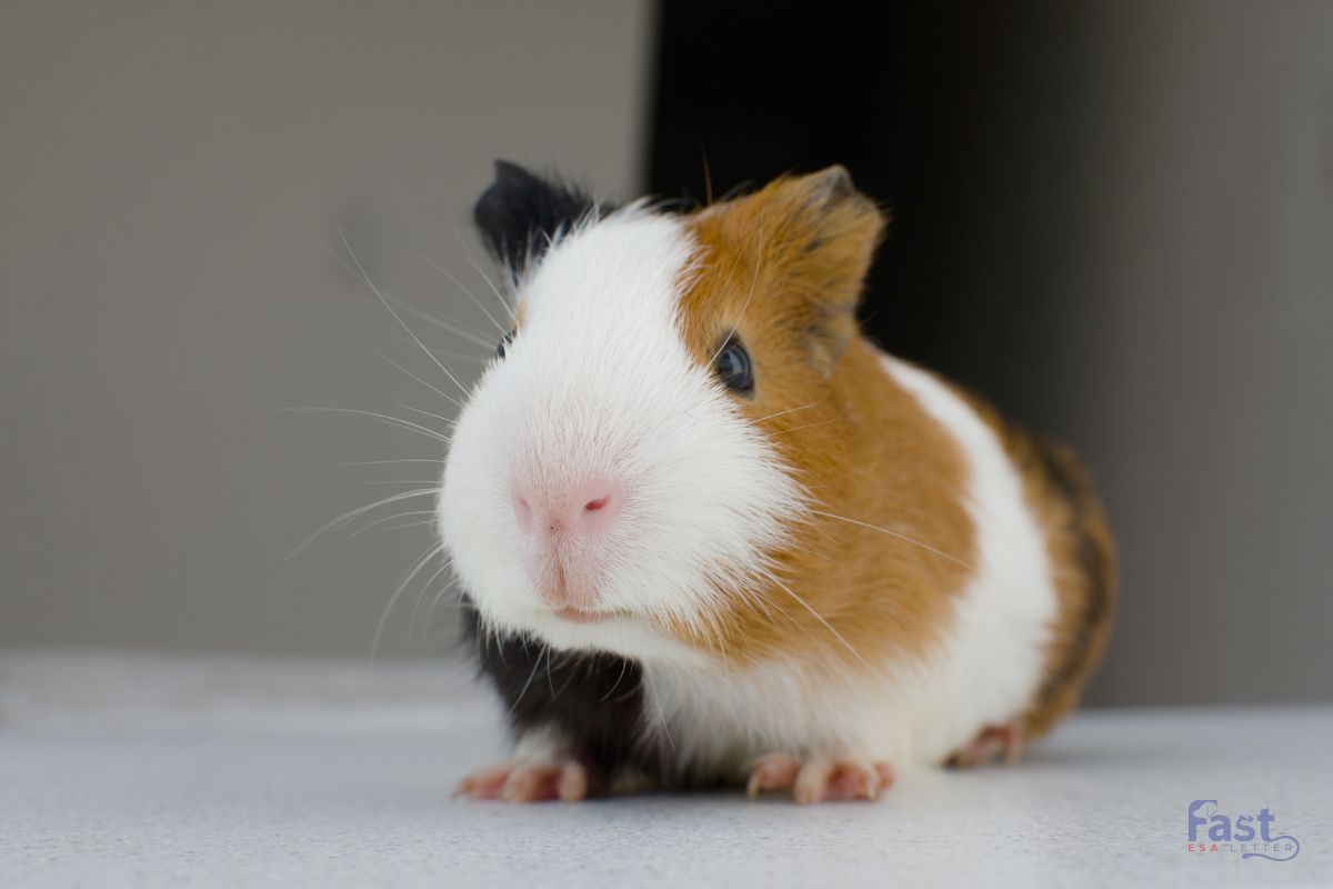 Guinea Pig as an ESA Guinea Pig as an ESA
