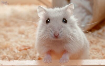 Can A Hamster Be An Emotional Support Animal?