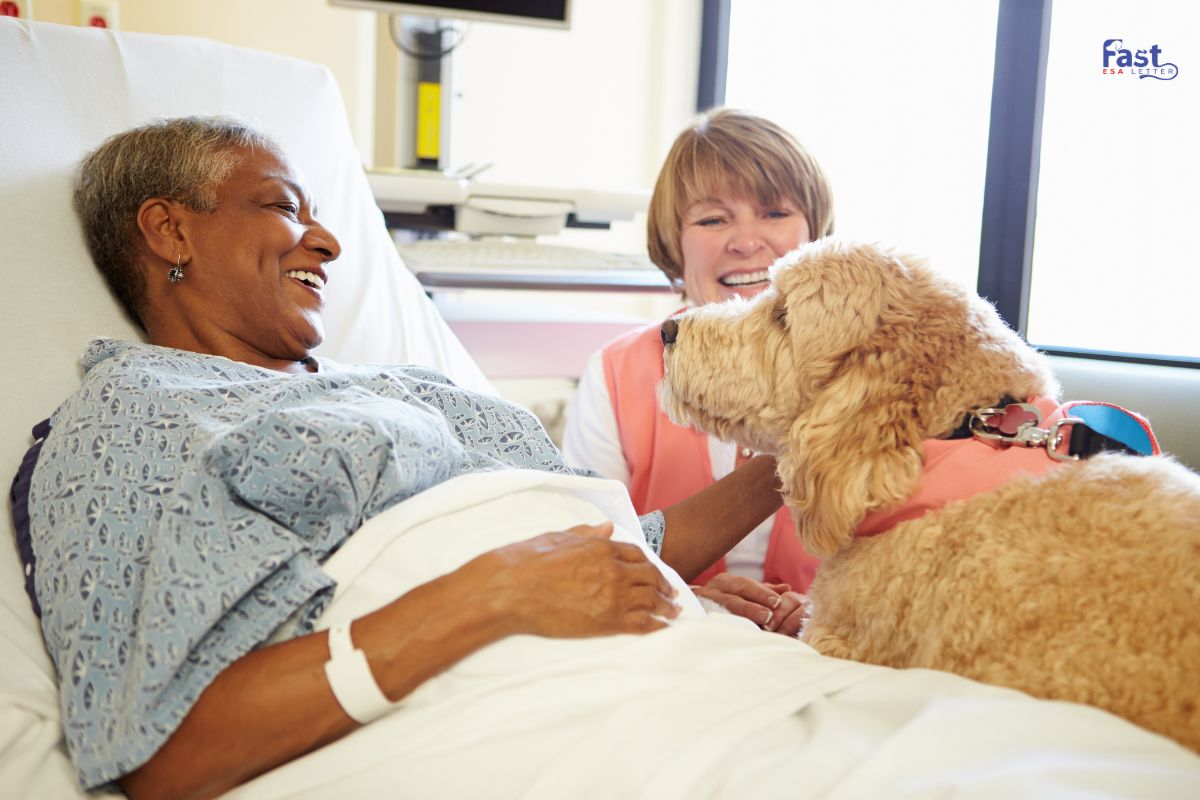 Therapy Dog Therapy Dog