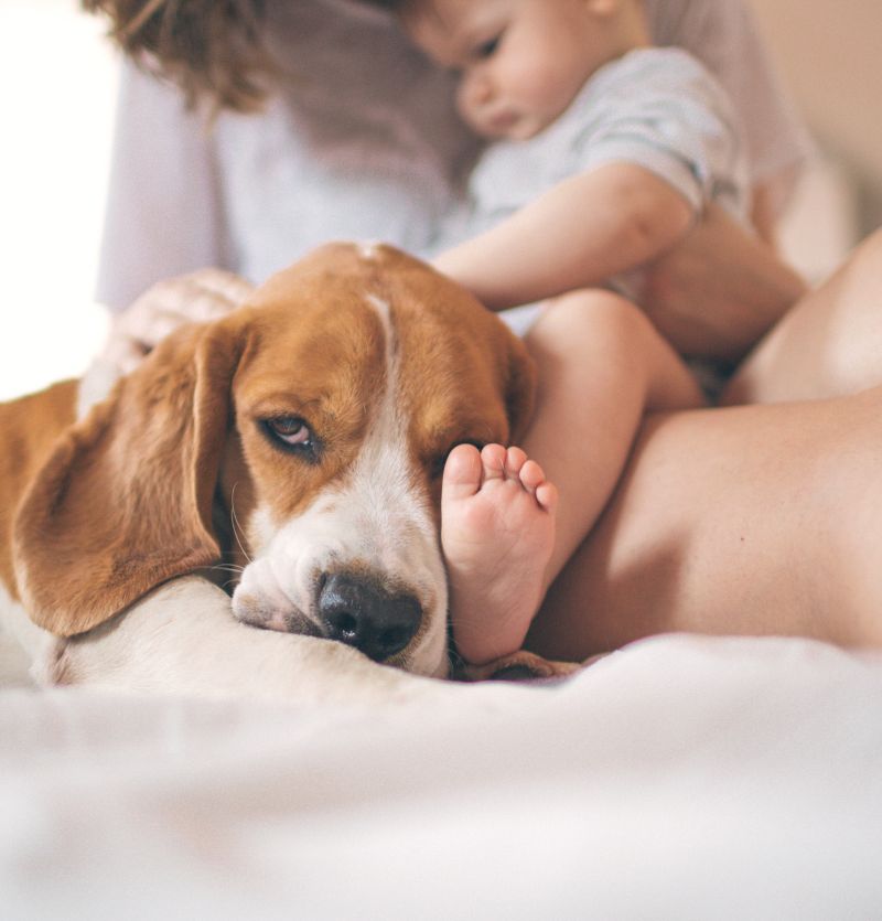Beagle resting with a baby’s foot on its face