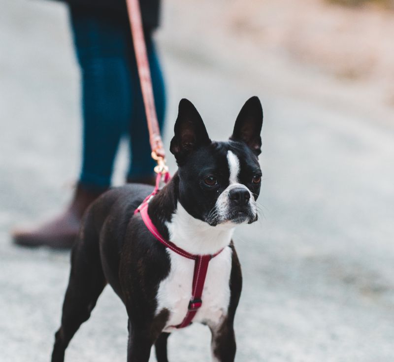 Boston Terrier dog on a walk with harness Boston Terrier dog on a walk with harness