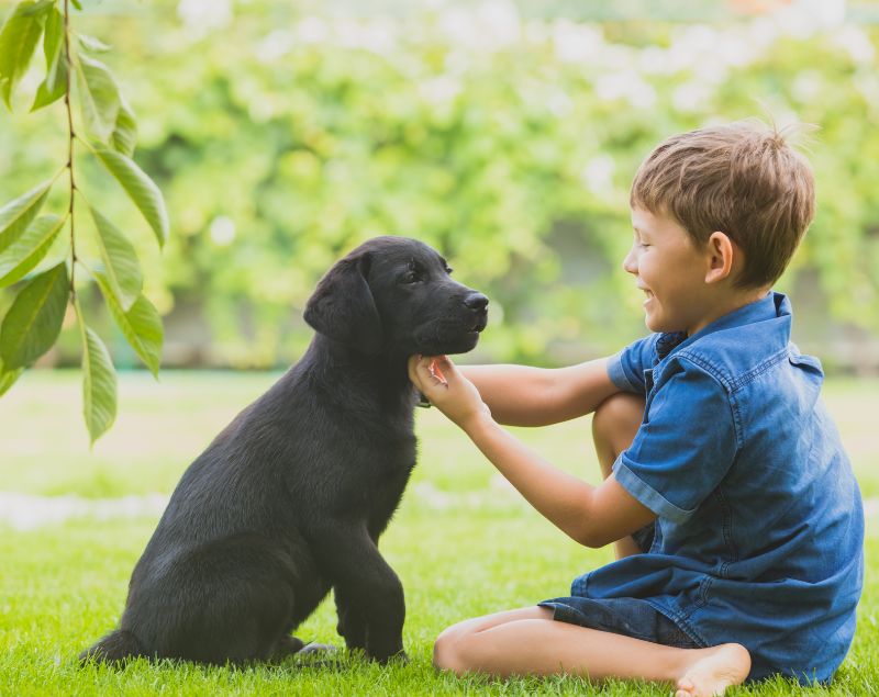 Young boy sitting on grass petting a black Labrador puppy