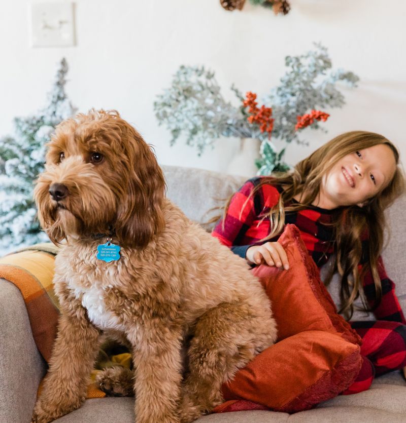Brown dog on couch with girl