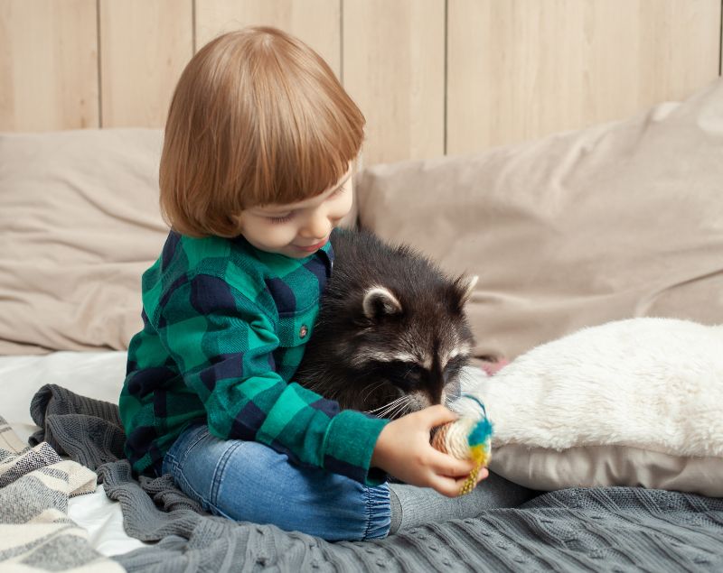 Young child playing with a raccoon on a bed Young child playing with a raccoon on a bed
