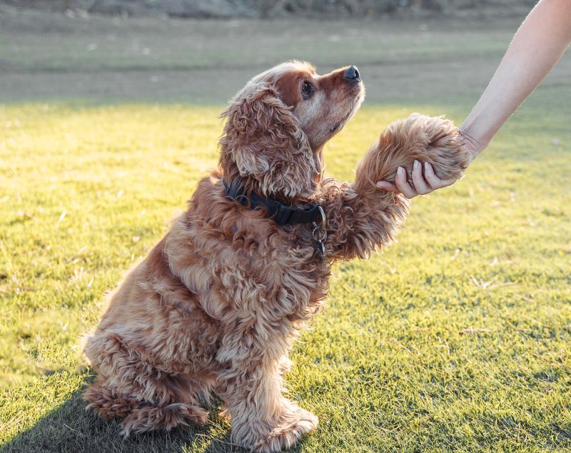 Cocker Spaniel giving a paw shake outdoors Cocker Spaniel giving a paw shake outdoors