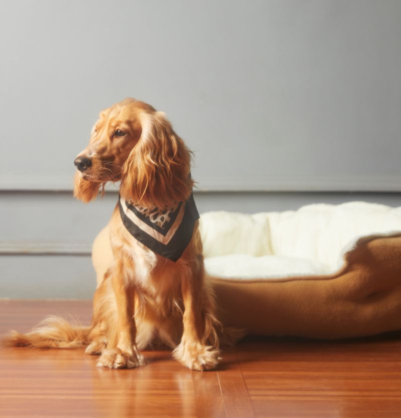 Cocker Spaniel wearing a bandana sitting near a dog bed Cocker Spaniel wearing a bandana sitting near a dog bed