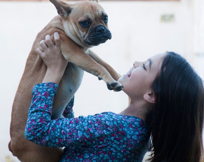 Young girl lifting a French Bulldog and smiling