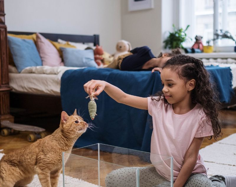 Young girl playing with a ginger cat using a toy in a cozy bedroom. Young girl playing with a ginger cat using a toy in a cozy bedroom.