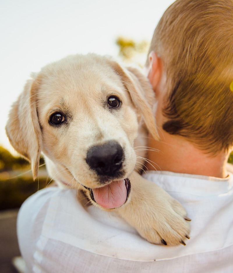Golden Retriever on Shoulder Golden Retriever on Shoulder