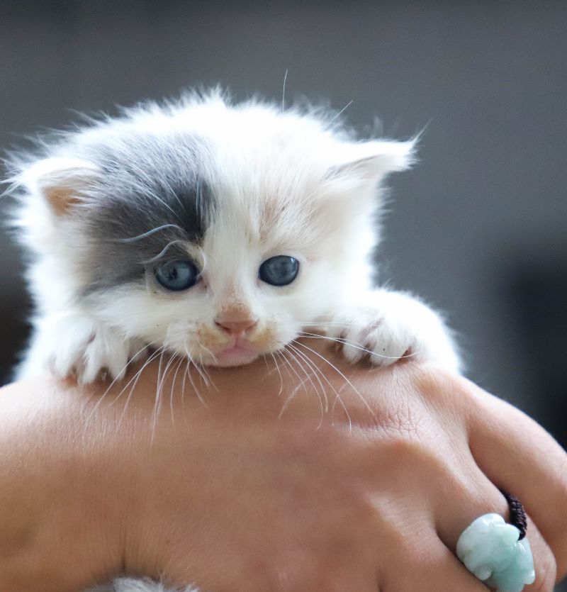 Kitten With Blue Eyes Kitten With Blue Eyes