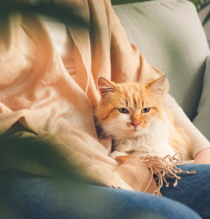 Person Holding Orange Fluffy Cat