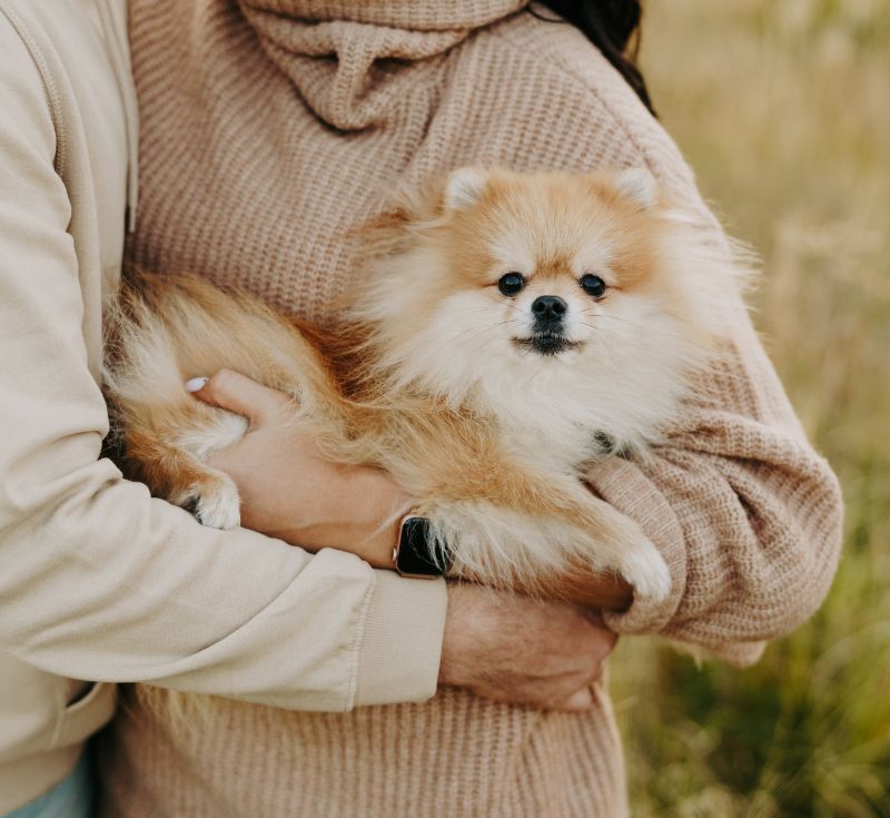 Person holding a Pomeranian dog