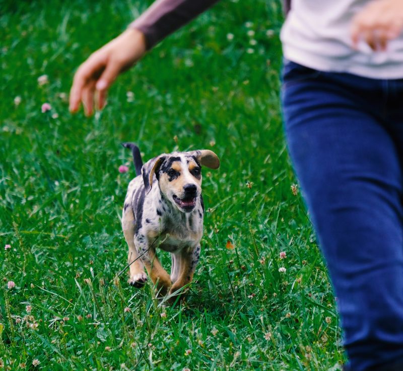 Playful Dog Running on Grass Playful Dog Running on Grass