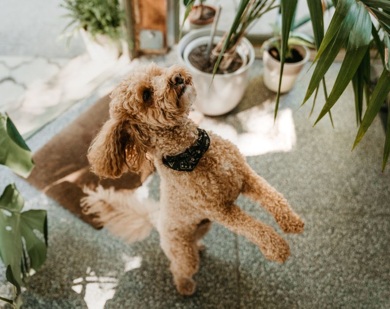 Poodle standing on hind legs indoors near plants Poodle standing on hind legs indoors near plants