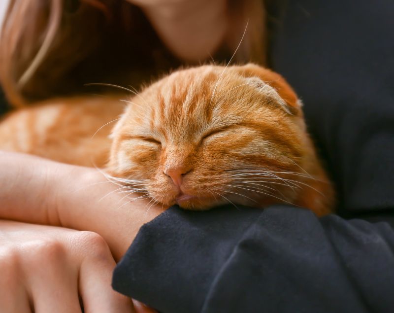 Orange tabby cat sleeping peacefully in someone's arms