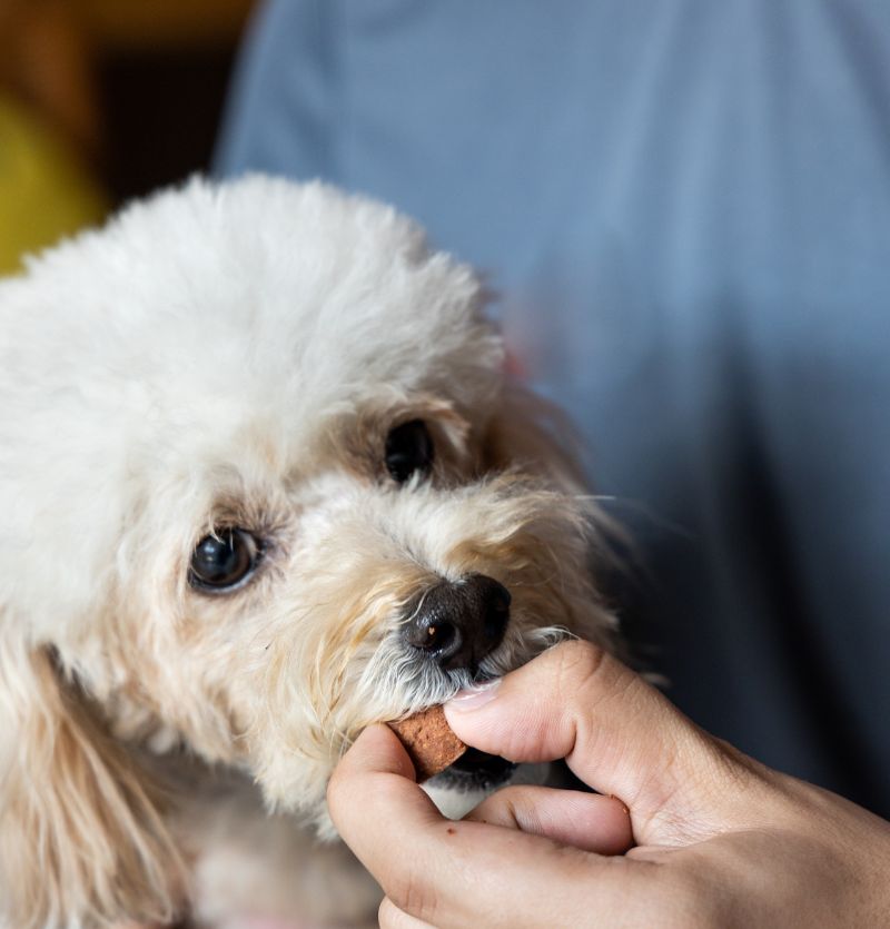 Small white dog being hand-fed a treat Small white dog being hand-fed a treat