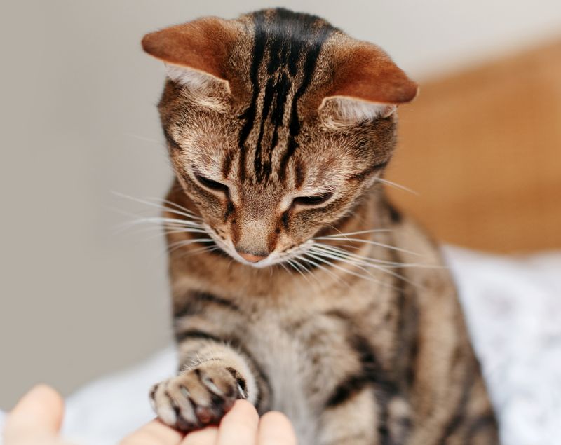 Tabby cat touching a hand Tabby cat touching a hand