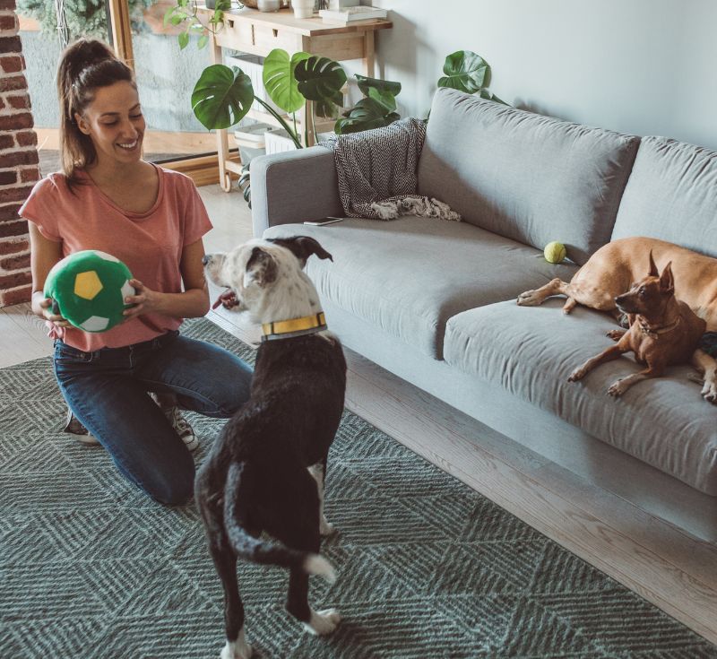 Woman playing with dogs indoors, holding a green ball Woman playing with dogs indoors, holding a green ball