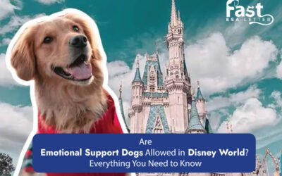 Are Emotional Support Dogs Allowed in Disney World? Everything You Need to Know.
