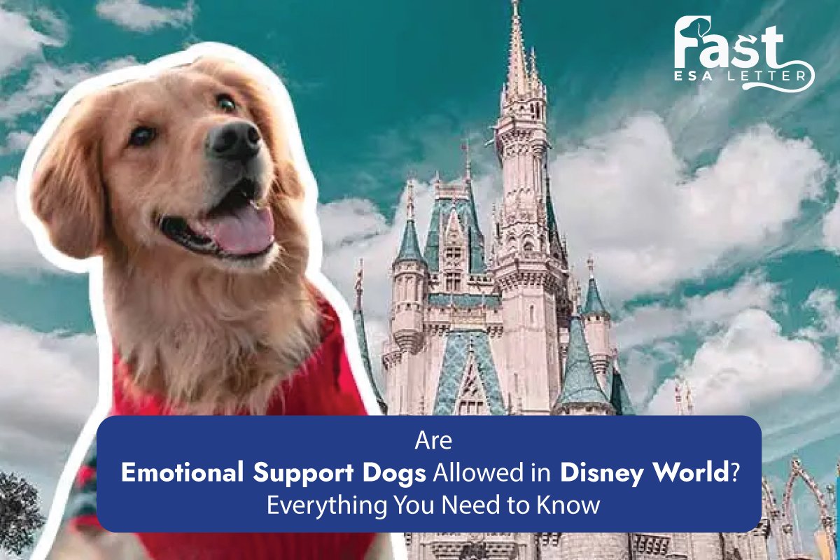 Are Emotional Support Dogs Allowed in Disney World Are Emotional Support Dogs Allowed in Disney World