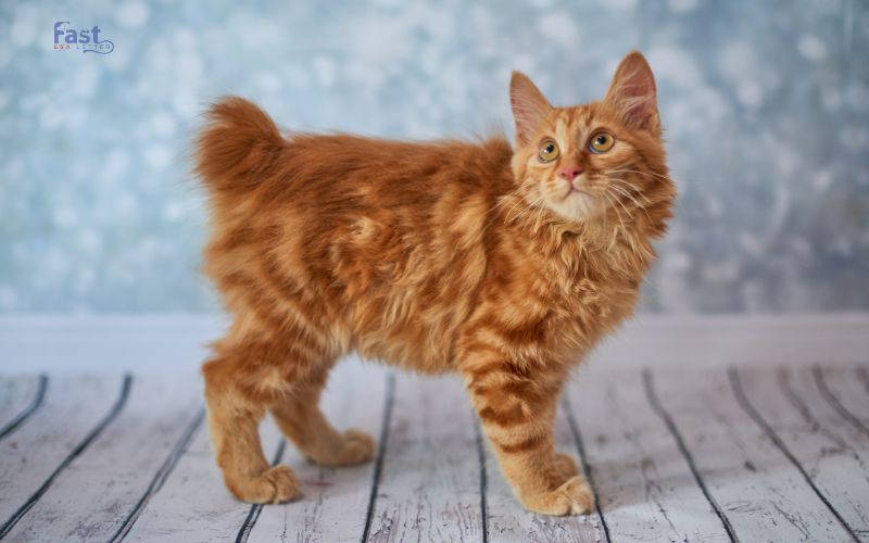 American Bobtail Cat American Bobtail Cat