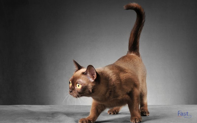 Burmese Cat Burmese Cat