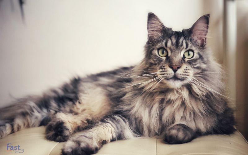 Maine Coon - Best therapy Cats Maine Coon - Best therapy Cats