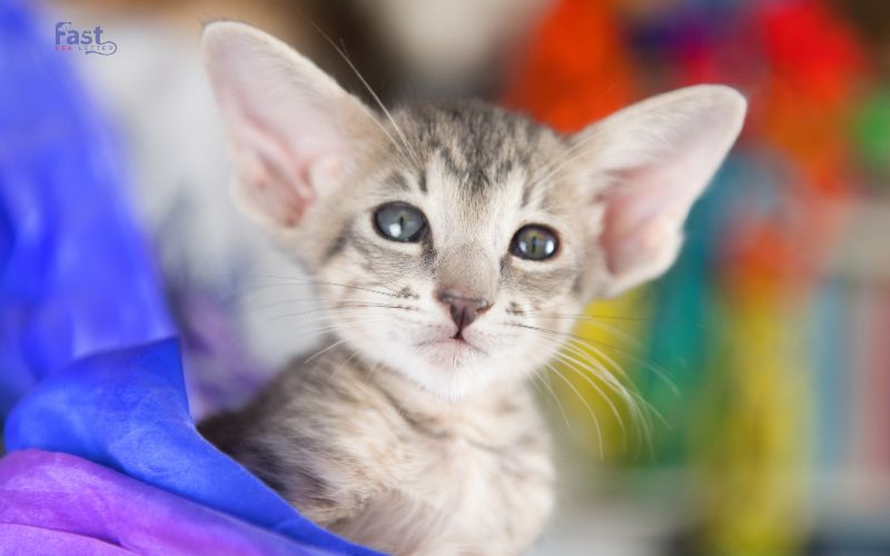 Oriental Shorthair Oriental Shorthair
