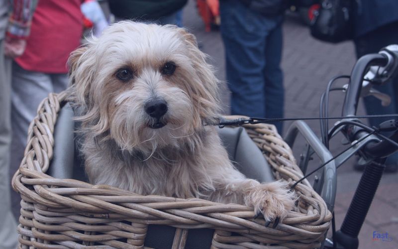 A fluffy dog in a bicycle basket A fluffy dog in a bicycle basket