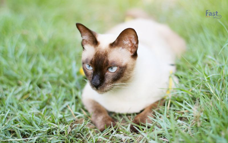 Tonkinese Cat Tonkinese Cat