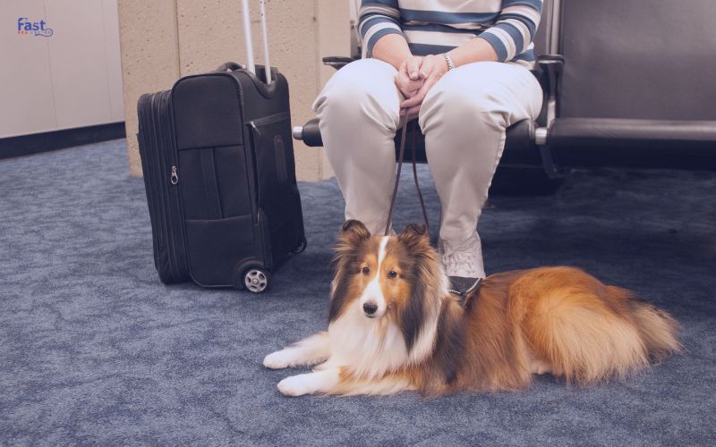 Traveling with an ESA Traveling with an ESA