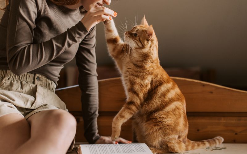Qualify for an Emotional Support Animal Qualify for an Emotional Support Animal