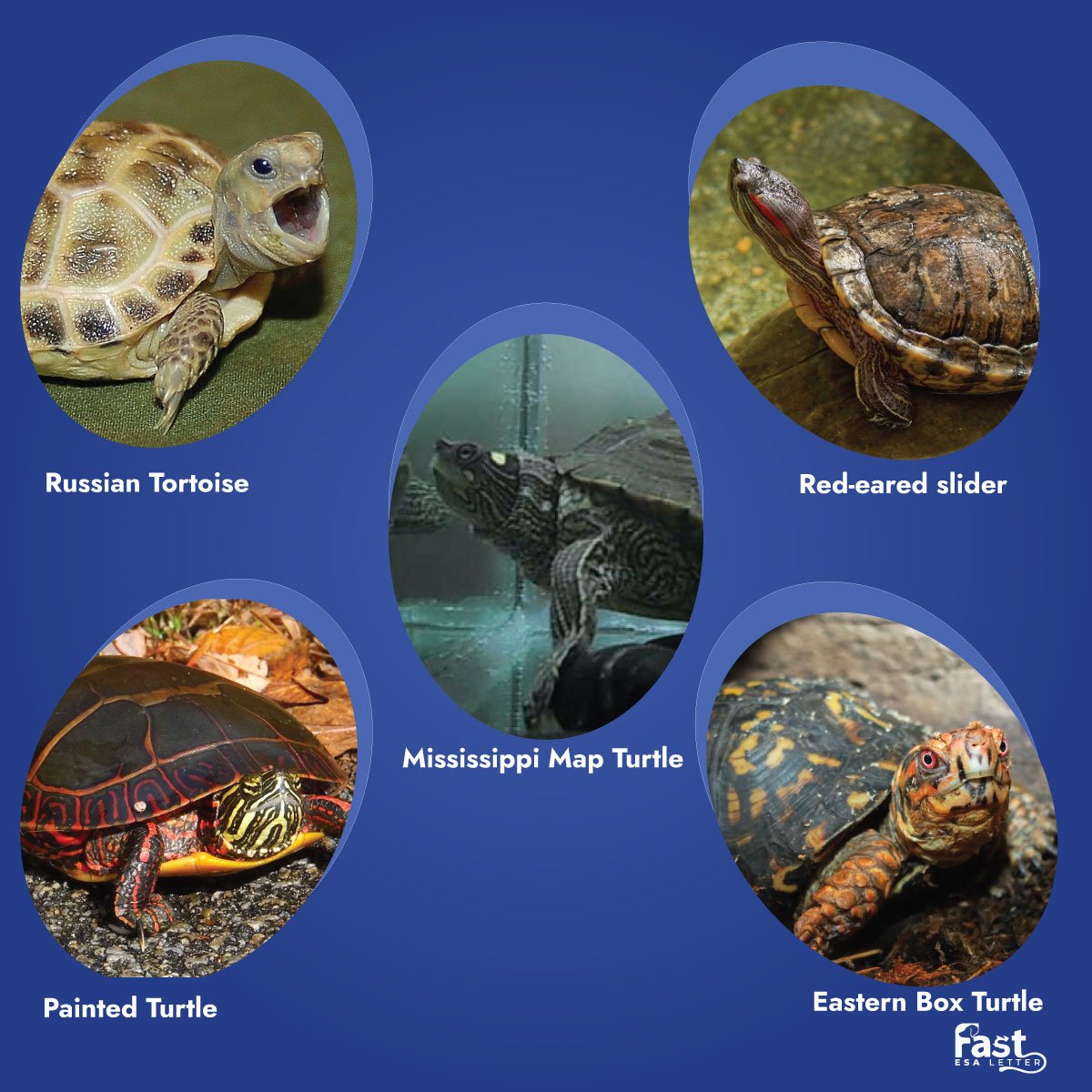 Best Breeds of Emotional Support Turtles Best Breeds of Emotional Support Turtles