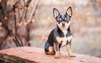 Can a Chihuahua Be a Service Dog?