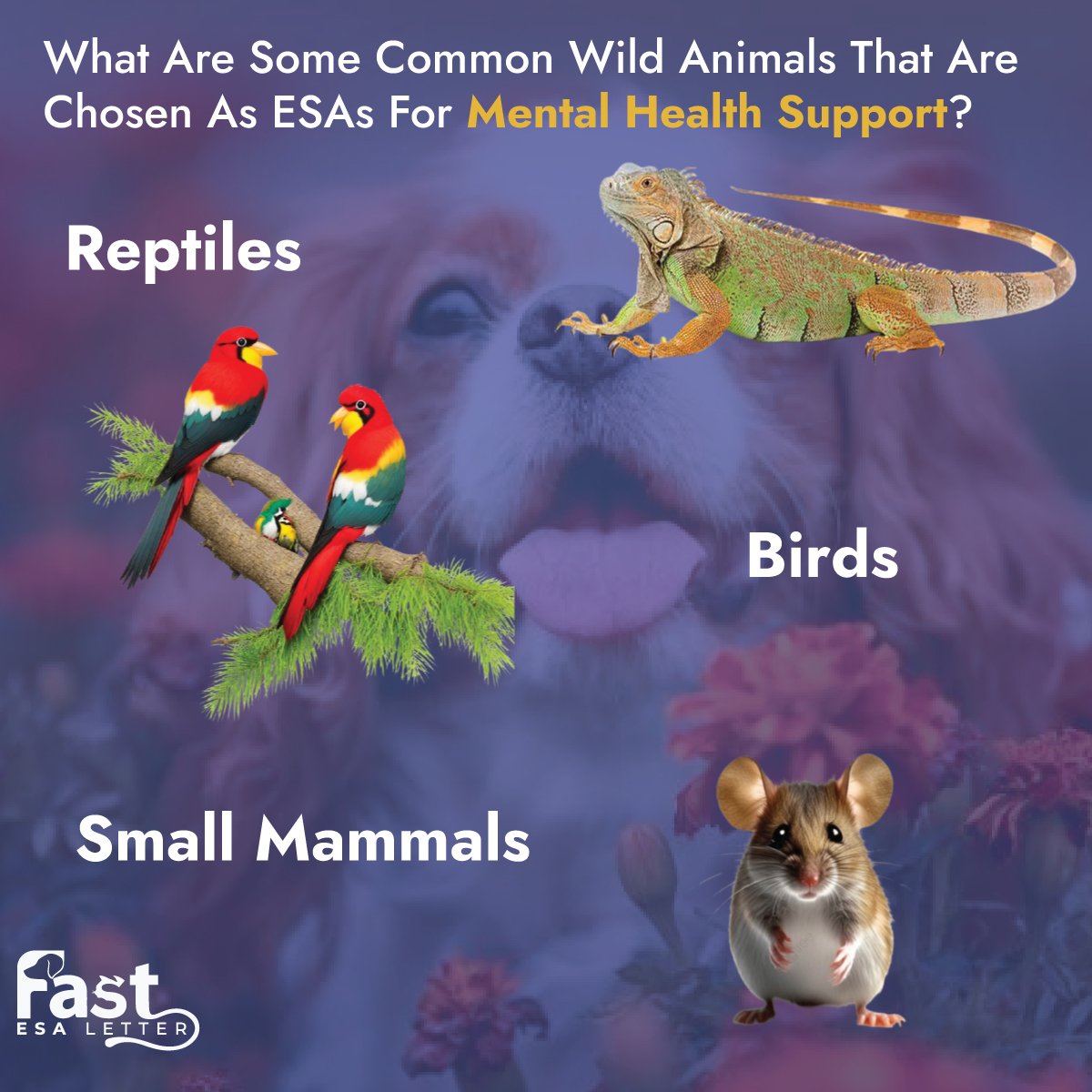 Common Wild Animals That Are Chosen As ESAs Common Wild Animals That Are Chosen As ESAs