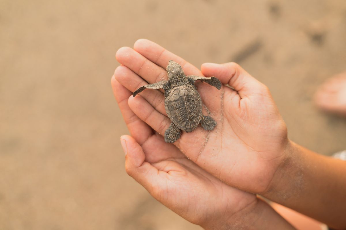 Turtle as an ESA Turtle as an ESA