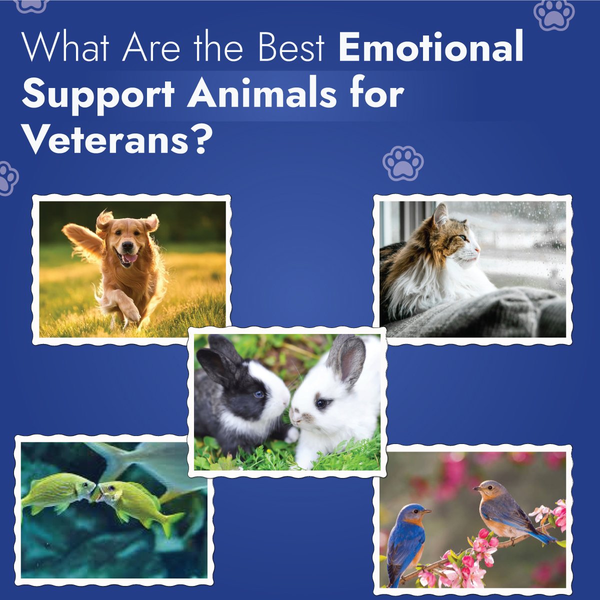 Best Emotional Support Animals for Veterans Best Emotional Support Animals for Veterans