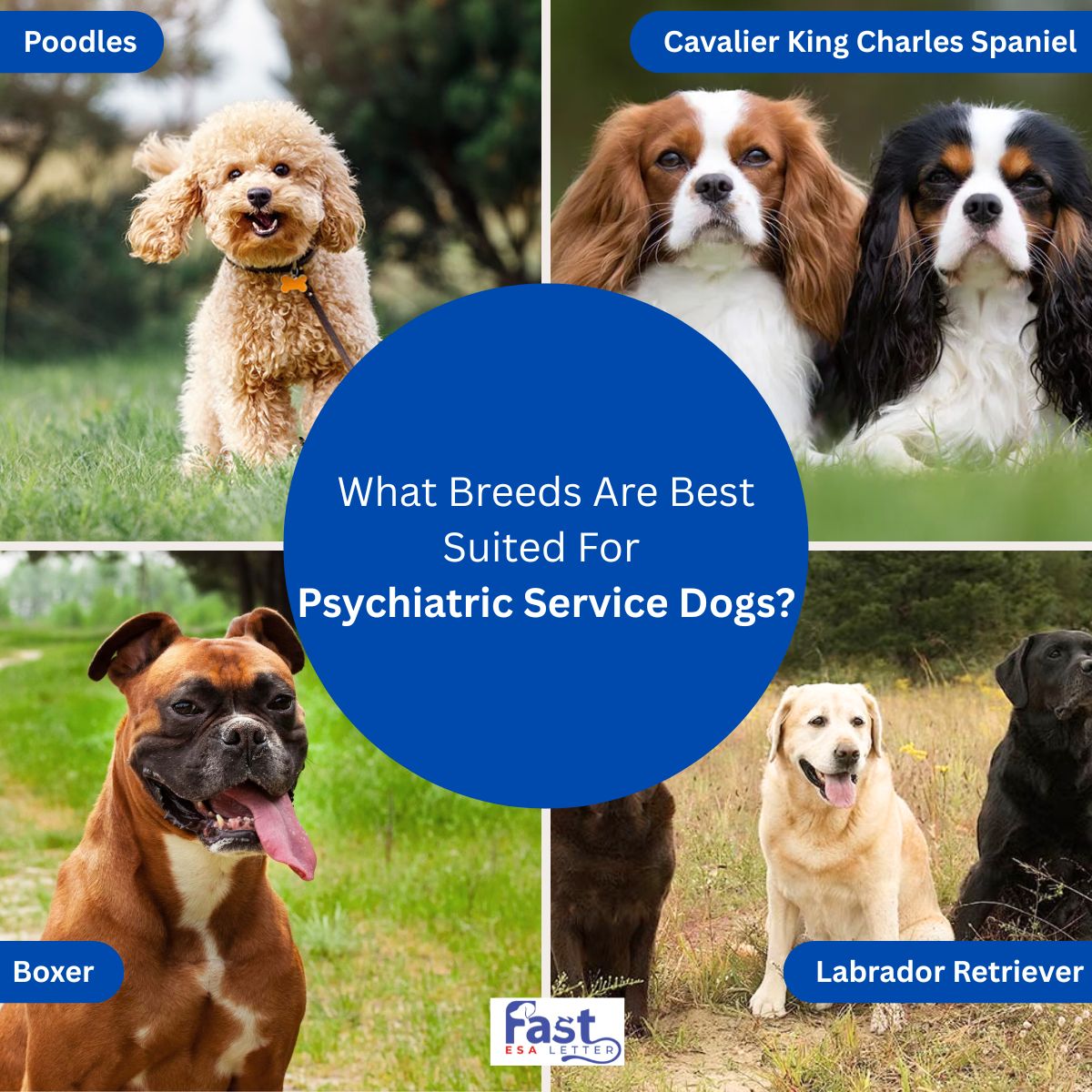 Breeds Are Best Suited For Psychiatric Service Dogs