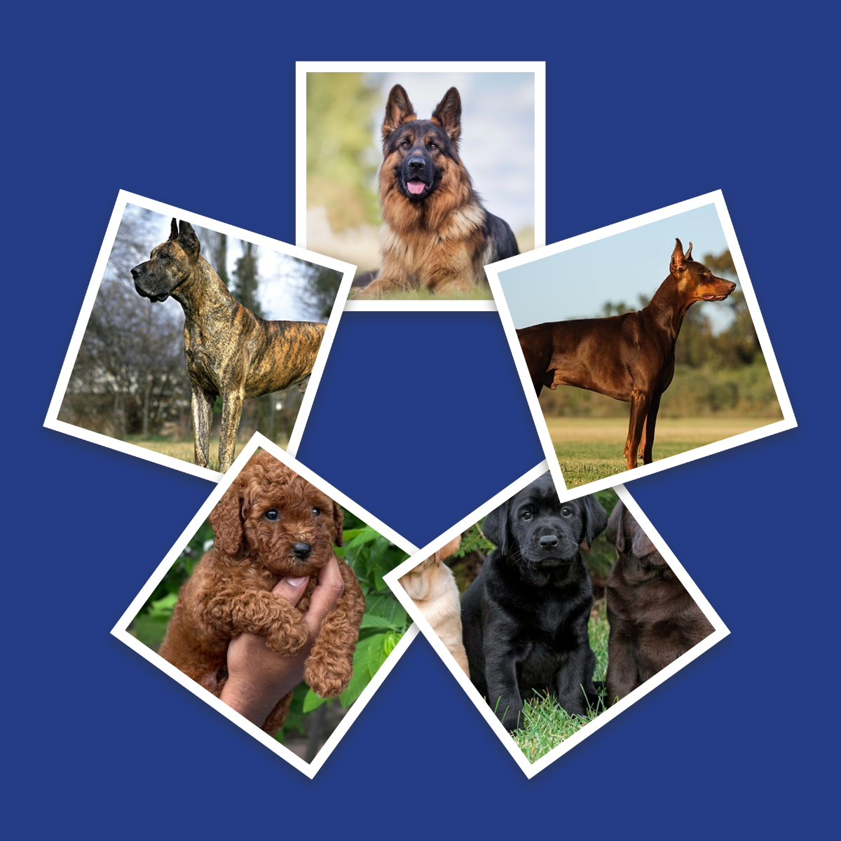 Dog Breeds for a Psychiatric Service Dog in California