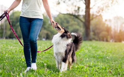 How to Get a Service Dog for Anxiety in 2025?