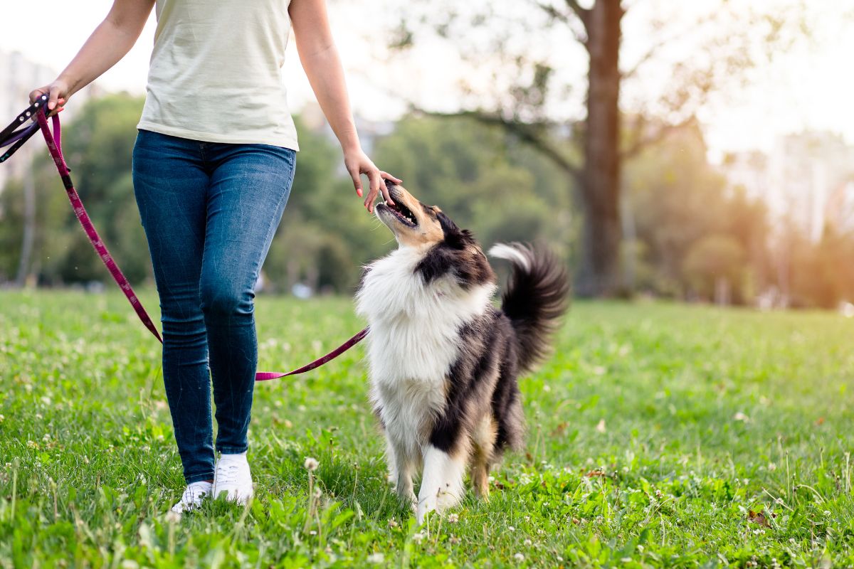 Service Dog For Anxiety