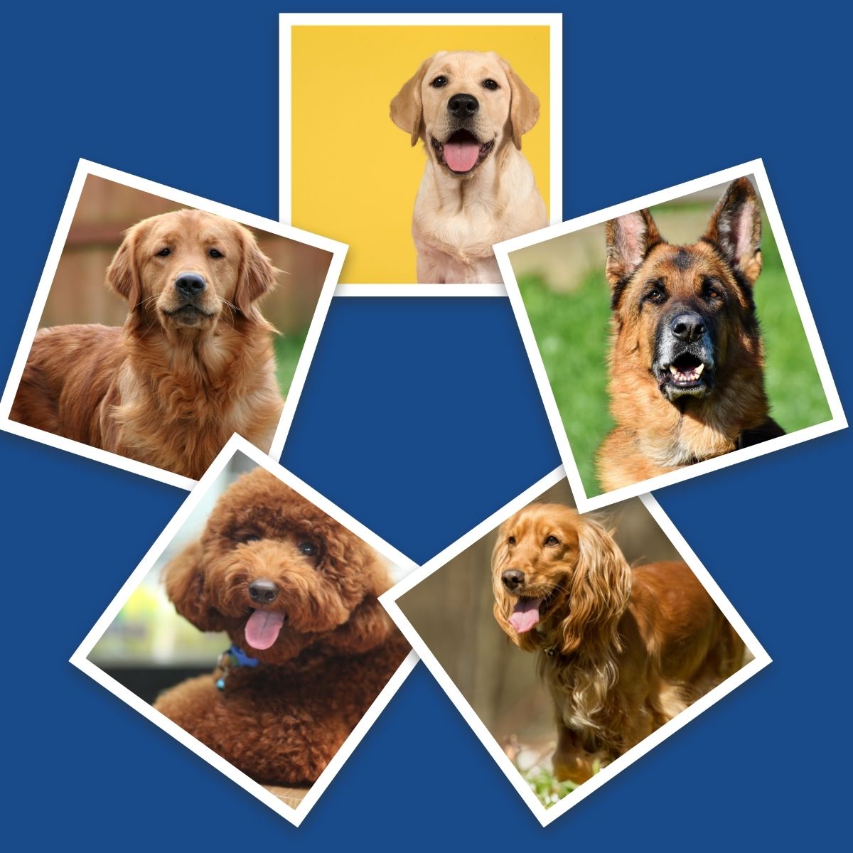 best service dog breeds for adhd