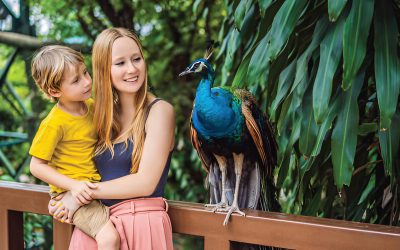 Can a Peacock Be an Emotional Support Animal?